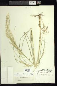 Aristida hintonii image