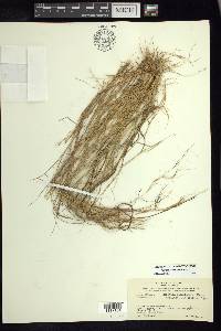 Aristida jorullensis image