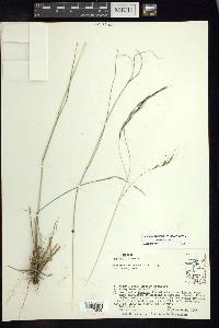 Aristida laxa image