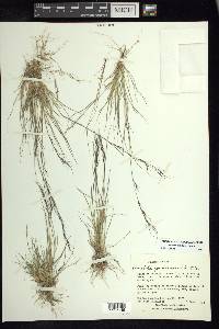 Aristida jorullensis image