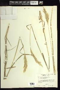 Bothriochloa saccharoides image