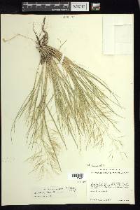 Aristida havardii image