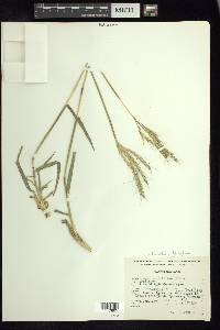 Bothriochloa hirtifolia image