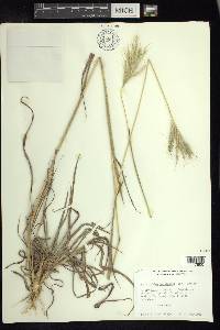 Bothriochloa barbinodis image