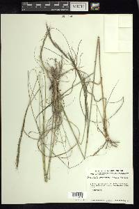 Aristida scribneriana image