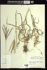 Bothriochloa hirtifolia image