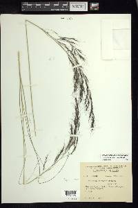 Aristida hintonii var. hintonii image