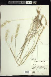 Bothriochloa saccharoides image