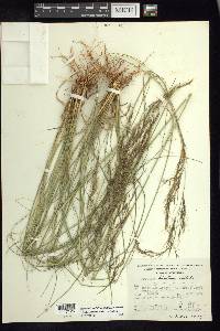 Aristida hintonii image