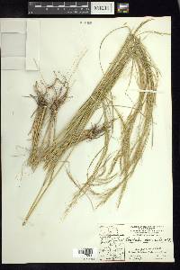 Aristida divaricata image