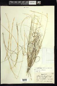 Aristida purpurea var. wrightii image