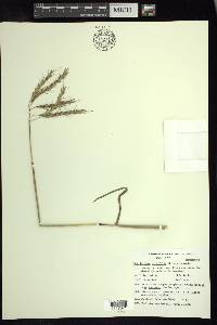 Bothriochloa hirtifolia image