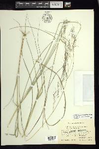 Aristida hintonii image