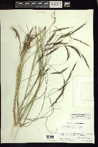 Aristida laxa image