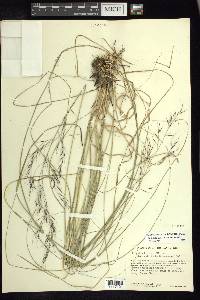 Aristida hintonii image