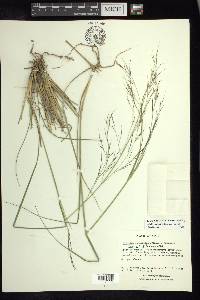 Aristida hintonii image