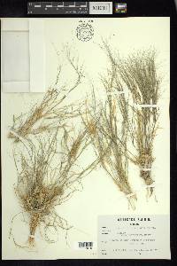 Aristida californica image