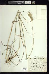 Bothriochloa barbinodis image