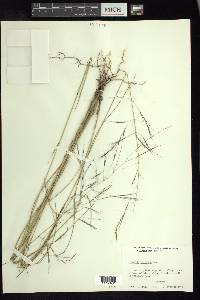 Aristida ternipes image