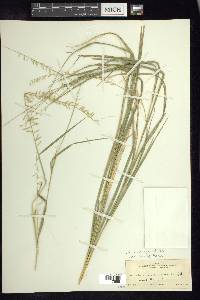 Bouteloua curtipendula var. caespitosa image