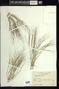 Aristida californica image