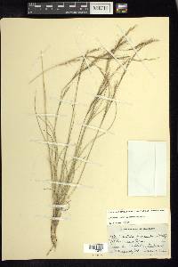 Aristida purpurea var. nealleyi image