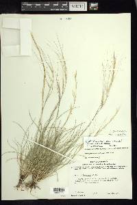 Aristida purpurea var. longiseta image