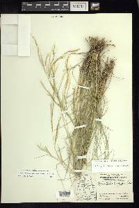 Aristida divaricata image