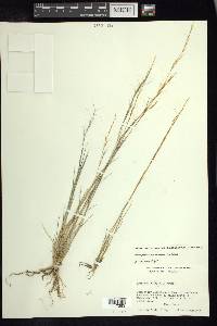 Aristida purpurea var. nealleyi image