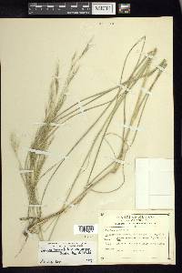 Aristida hintonii image