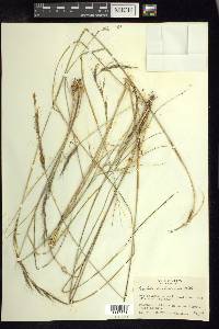 Aristida scribneriana image