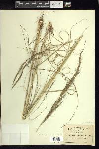 Aristida scribneriana image