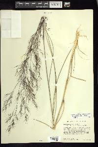 Aristida hintonii image