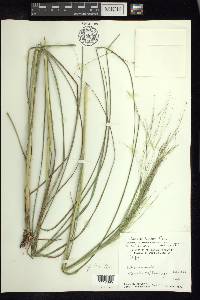 Aristida ternipes image