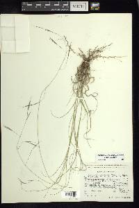 Aristida laxa image