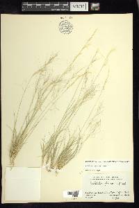 Aristida purpurea var. purpurea image