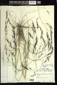 Aristida hintonii var. hintonii image