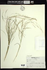 Aristida havardii image