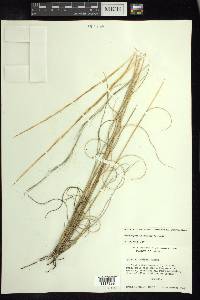 Aristida purpurea var. nealleyi image