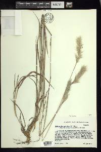 Bothriochloa laguroides subsp. torreyana image