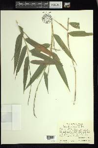 Arthrostylidium excelsum image