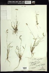 Bouteloua scorpioides image