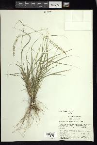 Bouteloua curtipendula var. tenuis image