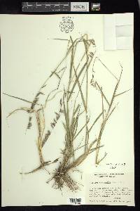 Bouteloua curtipendula var. tenuis image