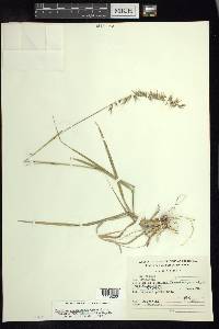 Bouteloua curtipendula var. tenuis image