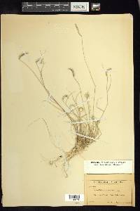 Chondrosum simplex image