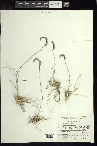 Bouteloua scorpioides image