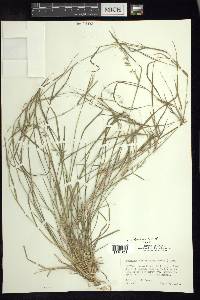 Bouteloua curtipendula var. tenuis image