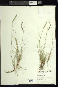 Bouteloua scorpioides image