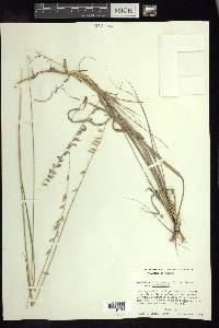 Bouteloua curtipendula var. curtipendula image